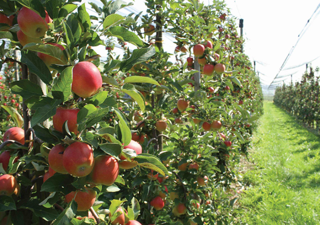 Foto Informe de aplicación. Cuando las manzanas se van a nadar.