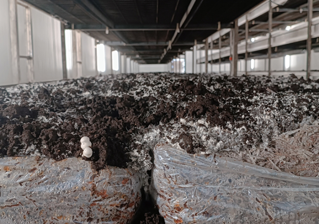 Foto Un proyecto desarrolla biofilms compostables y advanced char para el cultivo de champiñón y seta de ostra, reduciendo notablemente los residuos generados durante su producción.