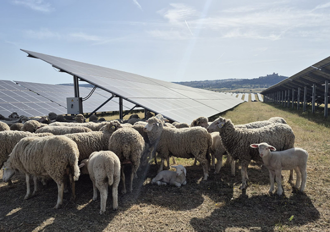 Foto Iberdrola impulsa la electrificación de la industria con ocho proyectos que movilizarán 150 MW renovables.