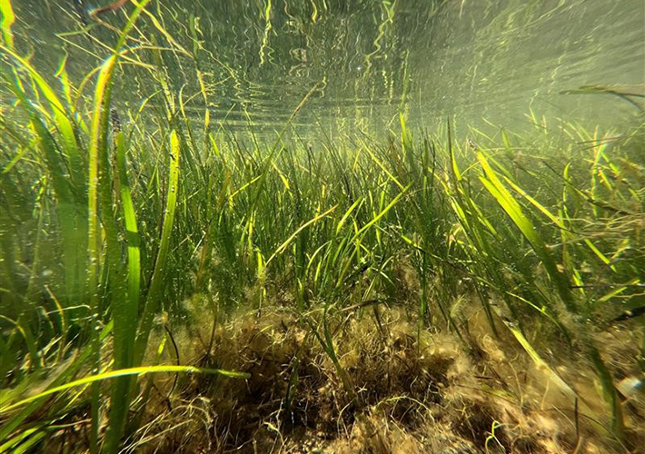 foto MARVIVA desarrollará mallas biodegradables para restaurar praderas marinas y proteger la biodiversidad 