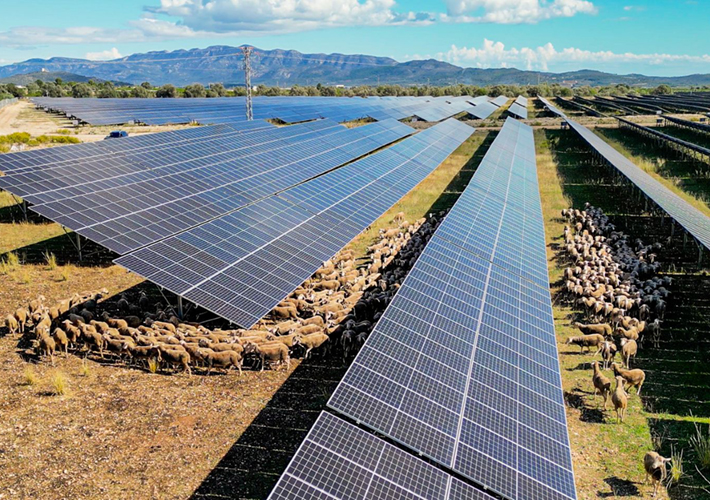 foto Prosolia Energy da el primer paso hacia la neutralidad climática apoyando un proyecto de reforestación en Pontevedra.