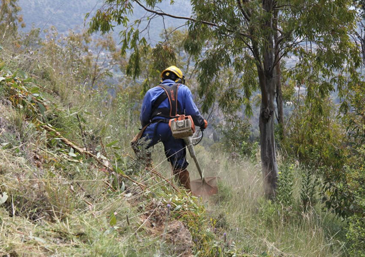 Foto Las labores de tala y poda de Endesa contribuyen a la conservación de la biodiversidad y el desarrollo local con la creación de más de 2.000 empleos al año.