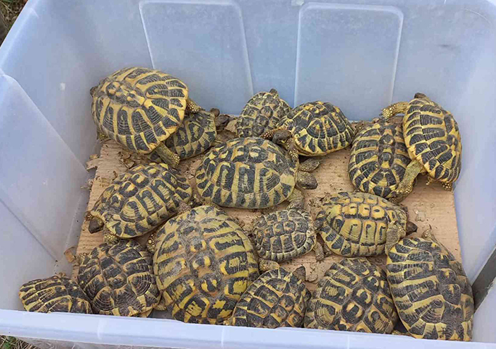 foto noticia Endesa y Trenca liberan 33 nuevos ejemplares de tortuga mediterránea, especie en peligro de extinción, en la reserva de Bovera.