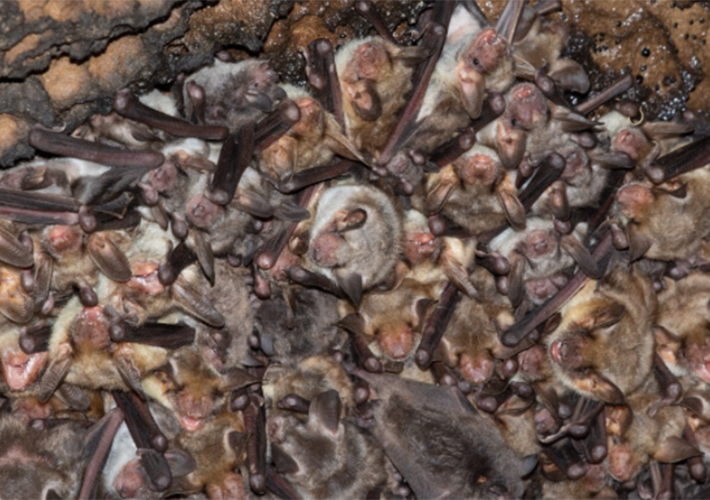 foto noticia Endesabats, el proyecto de Endesa de conservación de los murciélagos, estudia como afecta la presencia humana en las colonias de quirópteros.