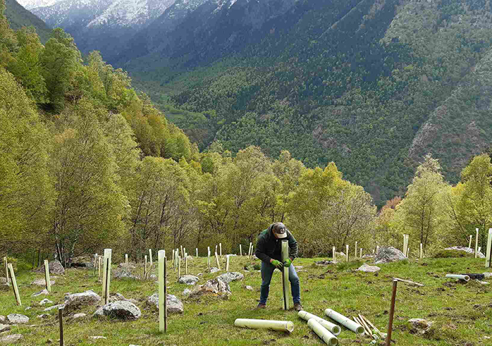 foto noticia 7.000 árboles frutales para mejorar el hábitat del oso pardo y favorecer su conservación en el Pirineo catalán.